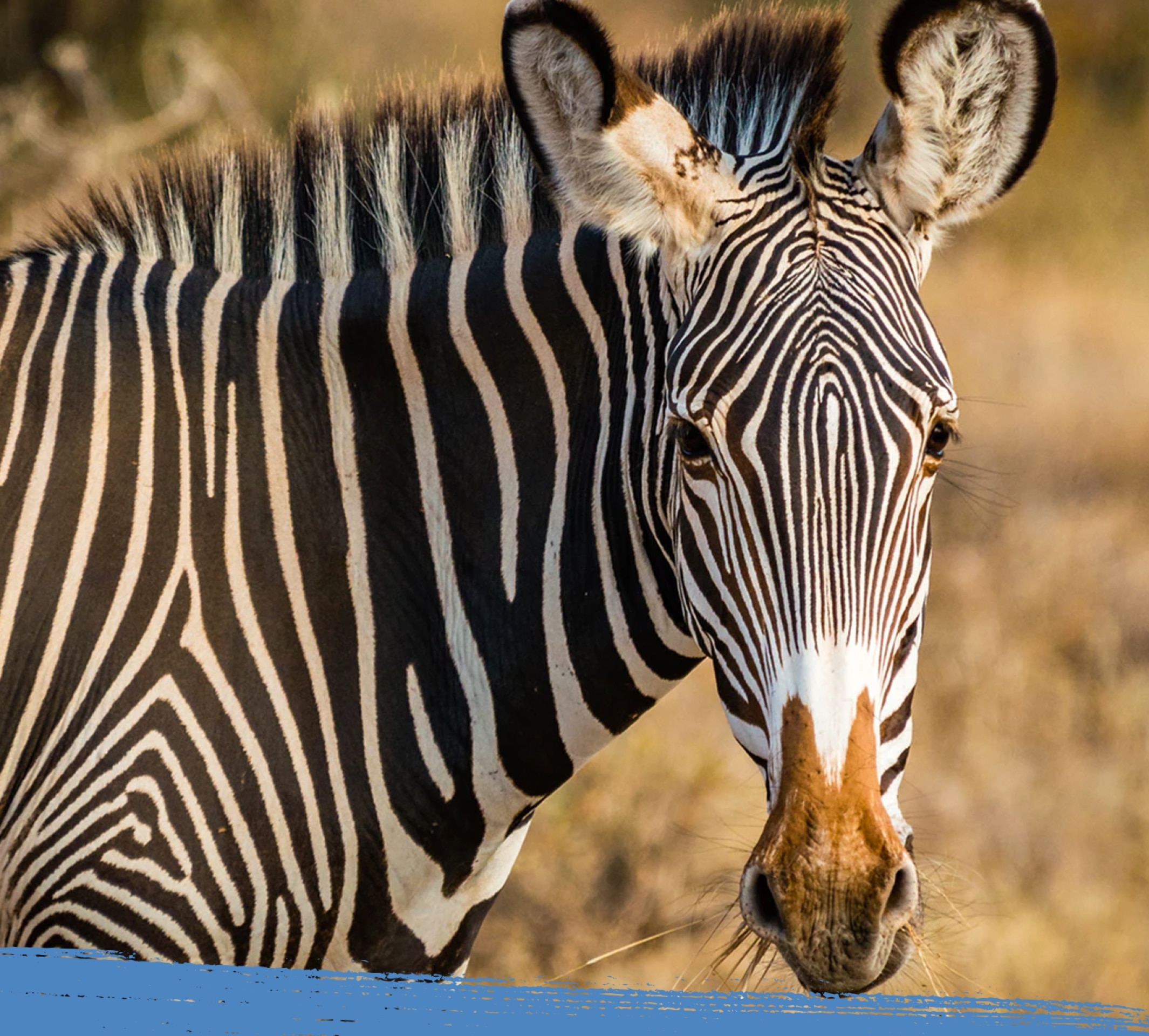 Close up of a zebra face