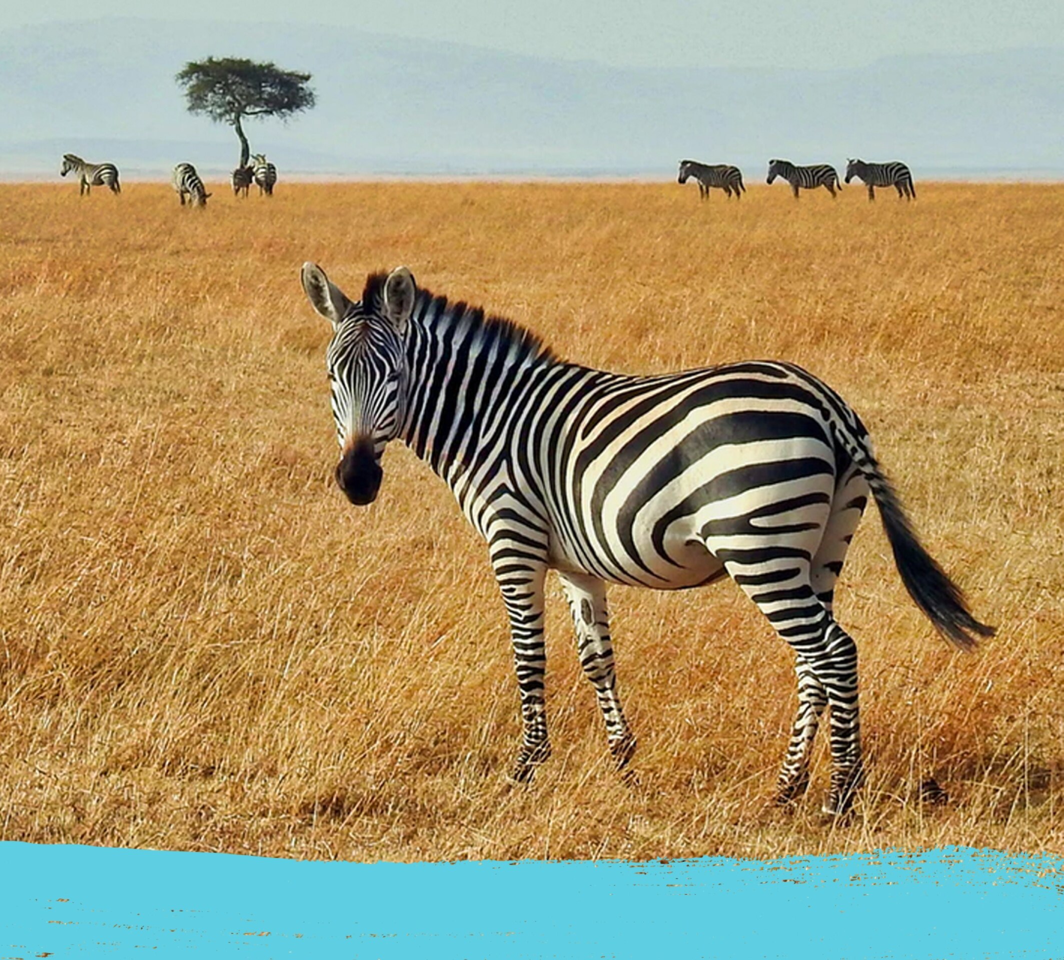 Zebra in the savanna