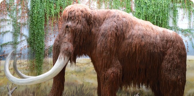 Mammoths