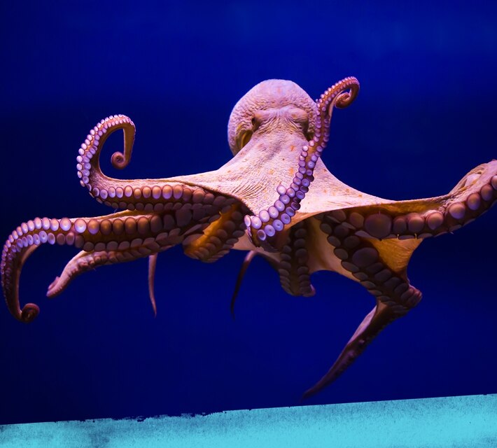 nestle-pure-life-octopus-swimming-underwater