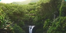 Rain forests