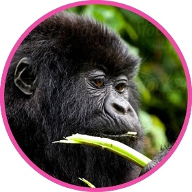 A gorilla eating his favourite food in the wild