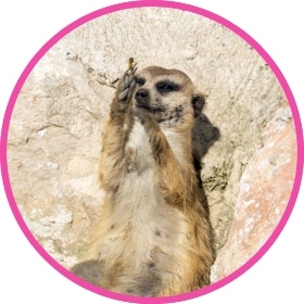 Meerkat eating something