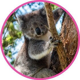 Koala bear hugging tree
