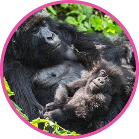 A gorilla family in the wild relaxing in the woods.