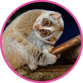 Slow loris on a tree