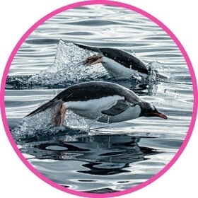 Group of penguins swimming in the water
