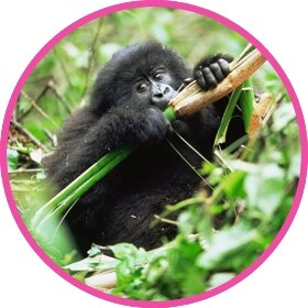 A gorilla drinking water in the wild