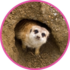 A cute meerkat peaking out of its habitat.