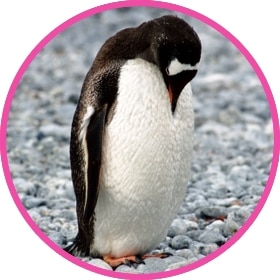 Penguin trying to camouflage with the snow