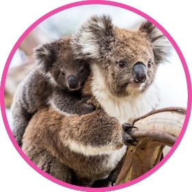 Cuddly koala with a baby koala bear on back