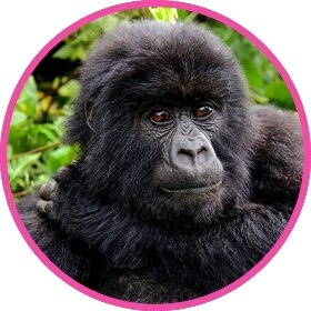 A gorilla close up in his natural habitat.