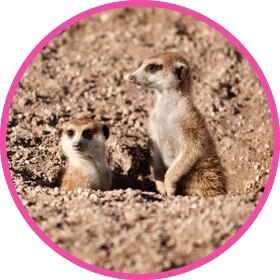 A cute meerkat family after the desert rain.