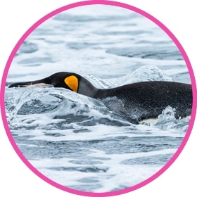 Penguin gliding through water