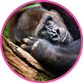 A sleeping gorilla on a tree in the wilderness