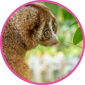Slow loris trying to quench its thirst eating insect and flowers