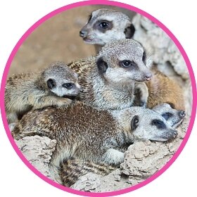 A cute meerkat baby surrounded by its meerkat family.