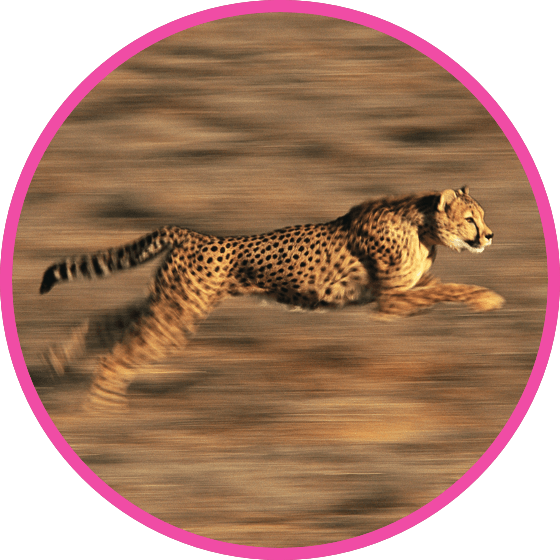 nestle pure life cheetah at full speed