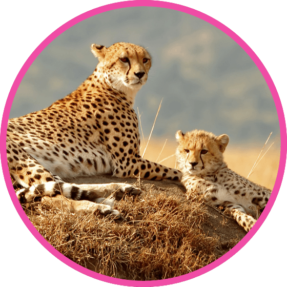 nestle pure life cheetahs looking out