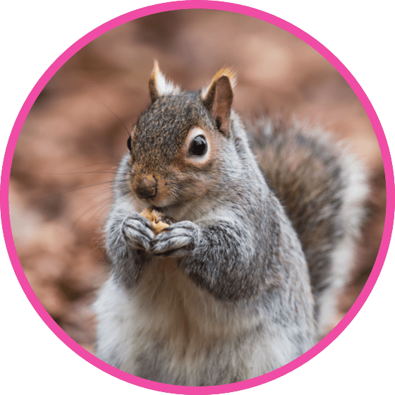 nestle pure life grey squirrel