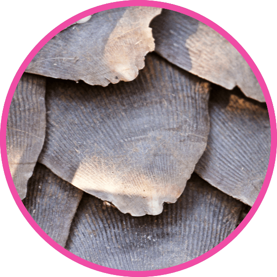 nestle pure life pangolin scales