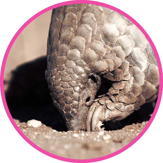 nestle pure life pangolin with face in ground