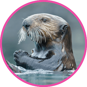 nestle pure life sea otter with shiny coat