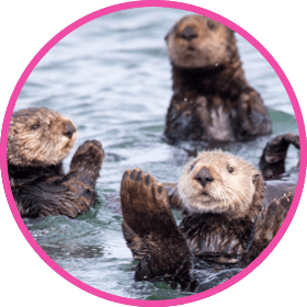 nestle pure life sea otters frolicking
