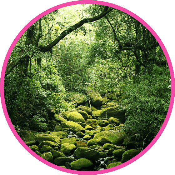nestle pure life very green forest