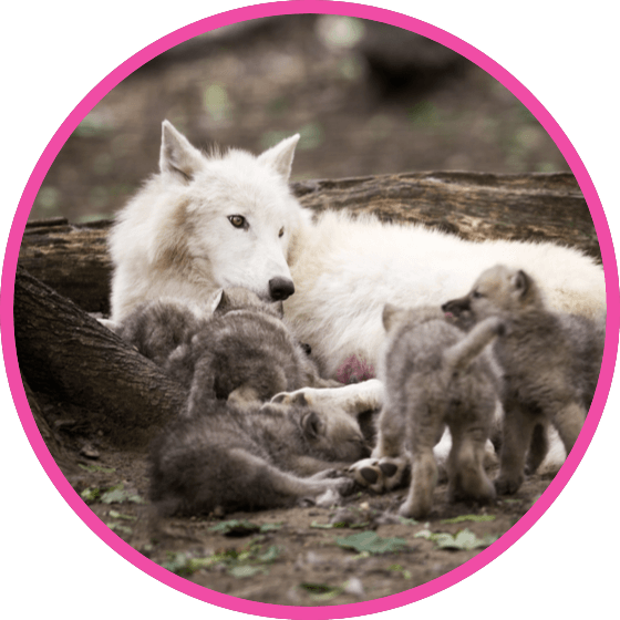 Family unit