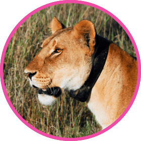 Conservation