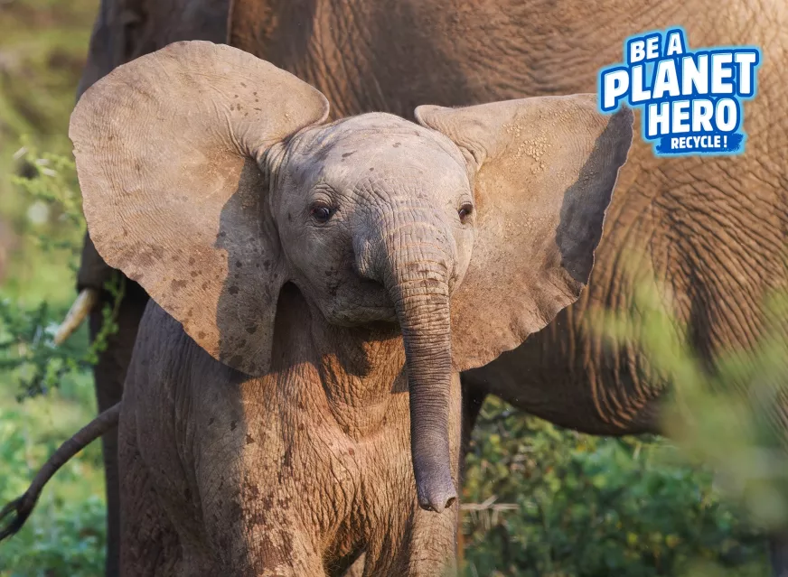 nestle pure life baby elephant walking