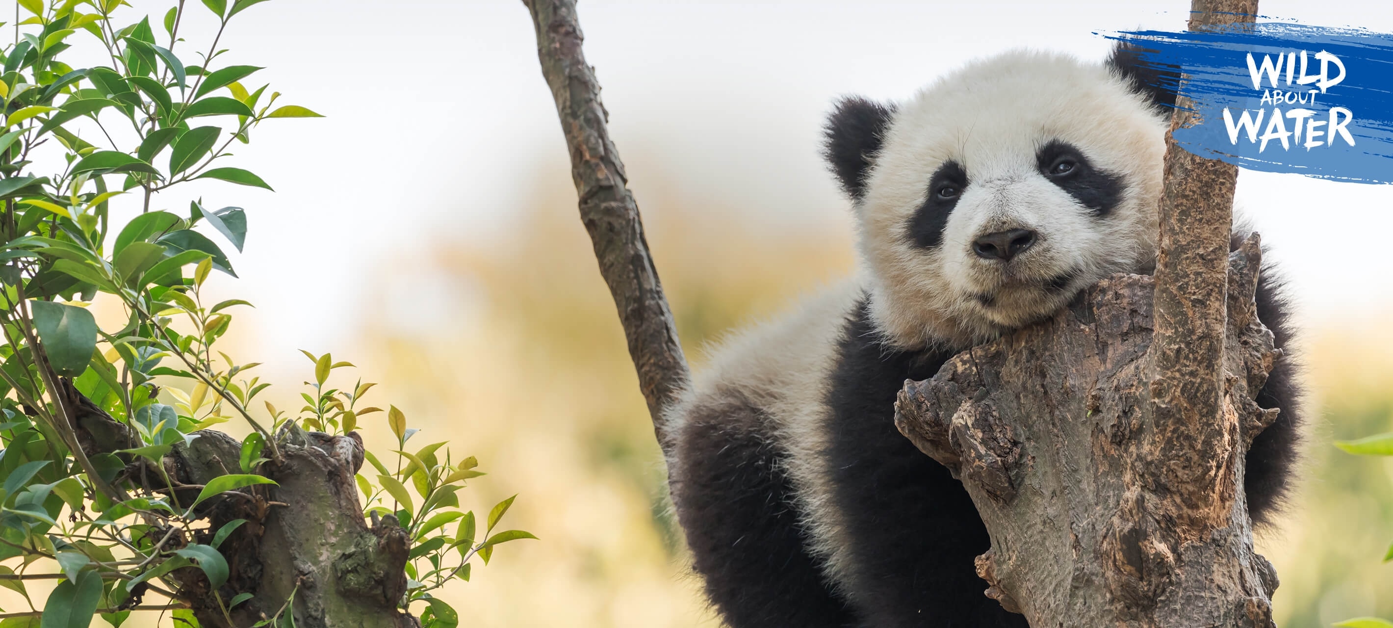 Panda in a tree in its natural habitat