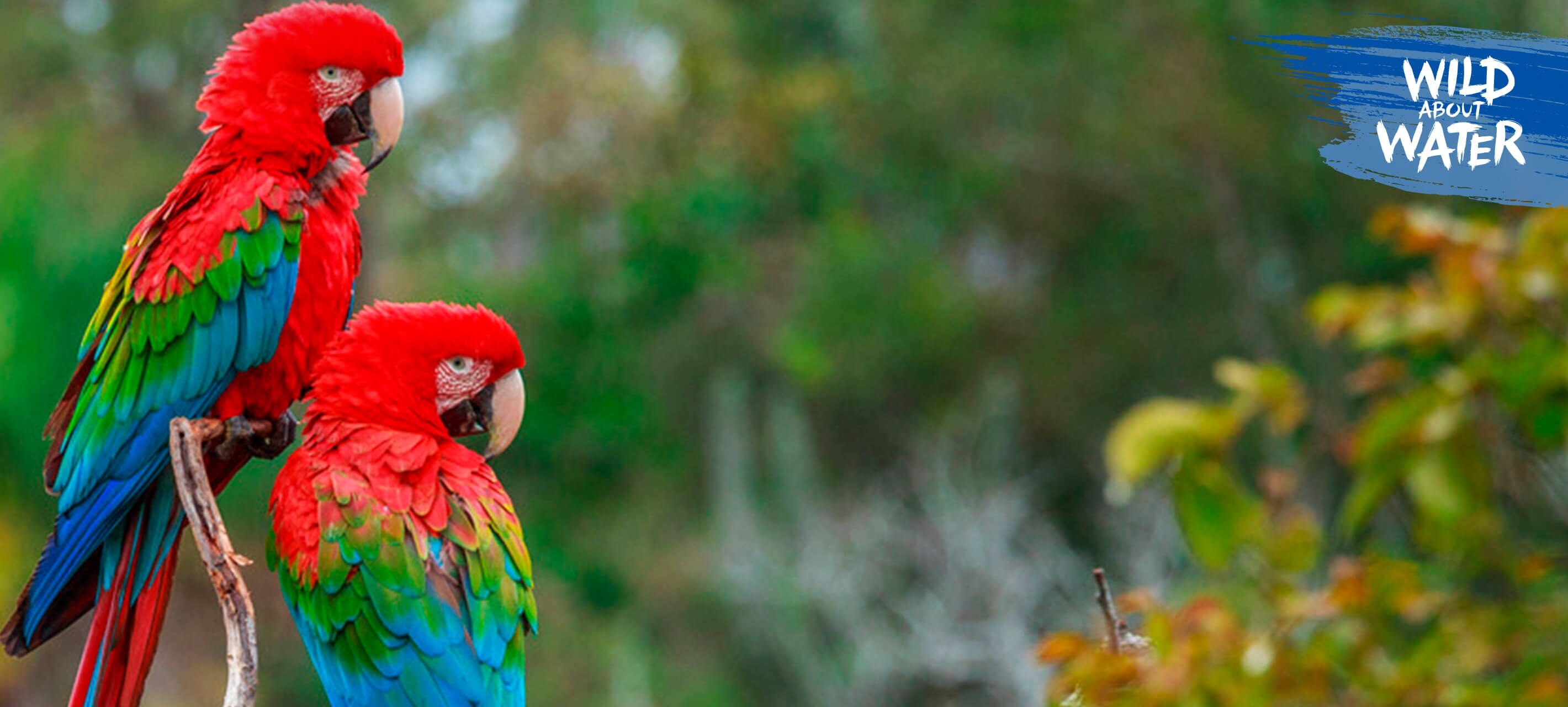 Two parrots staring at the horizon