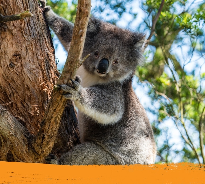 A curious koala in its natural habitat in Australia.