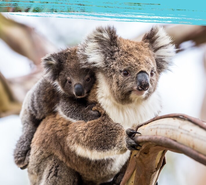 A koala baby and mother on a tree in the Australian woodland. 