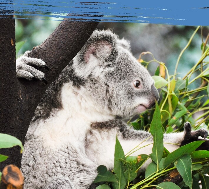 Koala bear on a tree reaching for eucalyptus.