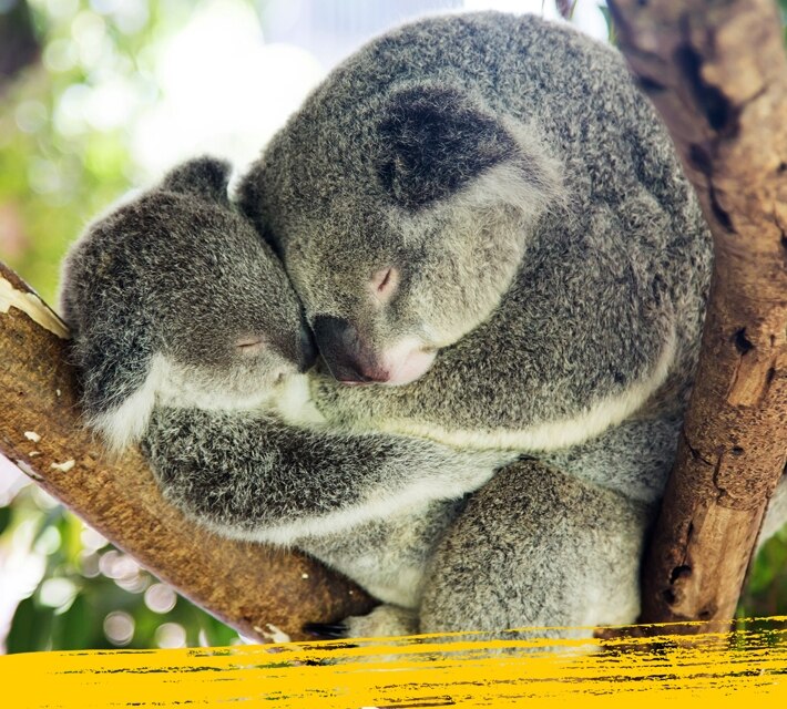 Sleepy koala - a mother koala with baby sleeping on a tree.