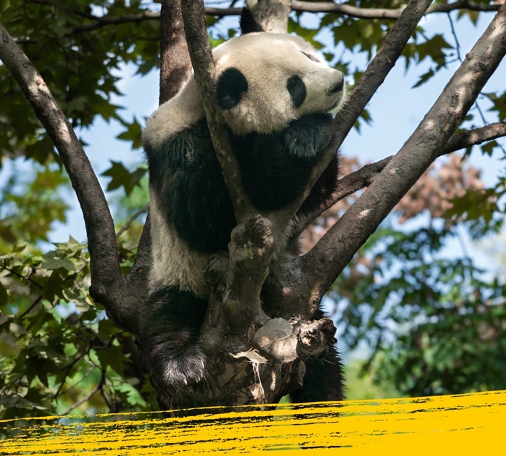 A giant panda sleeping in a bamboo tree. 