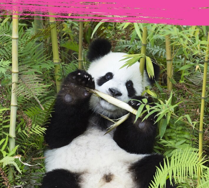 Panda eating bamboo in its natural habitat.