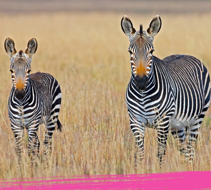 Two zebras in the savanna, their natural habitat