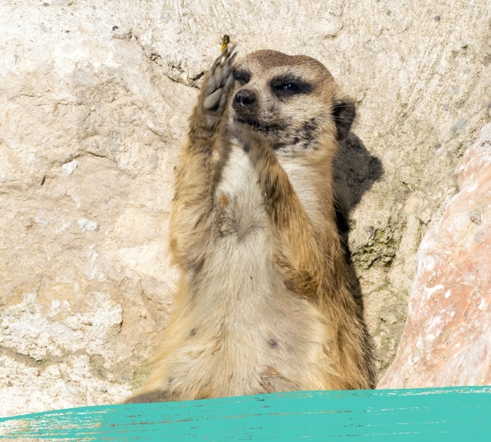 Meerkat eating something