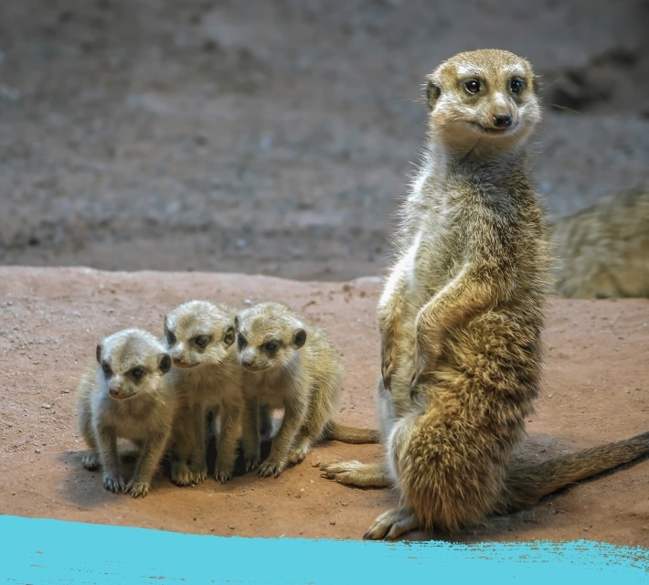 Meerkat and baby meerkats standing
