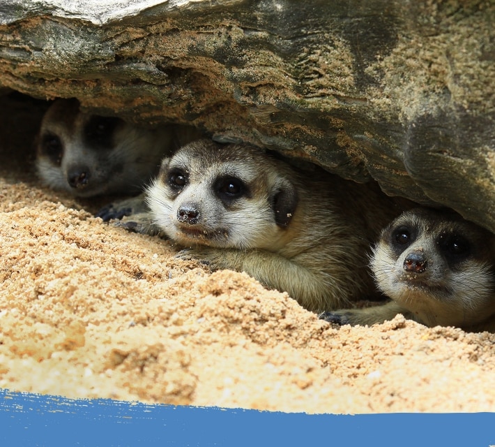 Group of meerkats hiding in an underground burrow