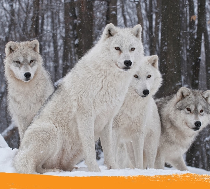 Arctic wolf family in the natural habitat