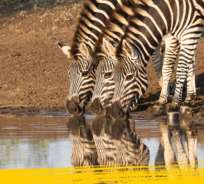 Three zebras drinking water from a water pond
