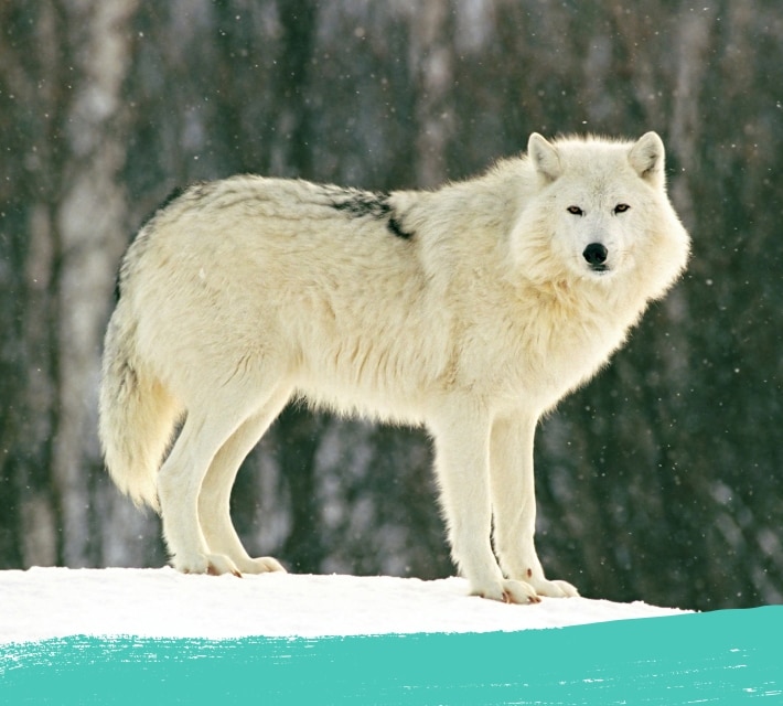 Arctic wolf in its habitat