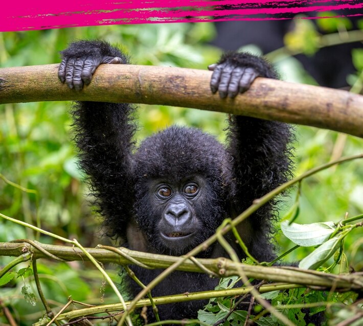 Baby gorilla hanging from a tree