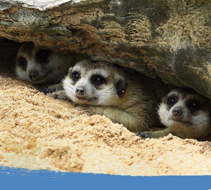 Group of meerkats hiding in an underground burrow