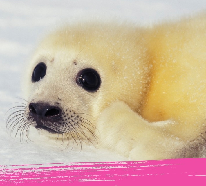 Close up of a harp seal pup